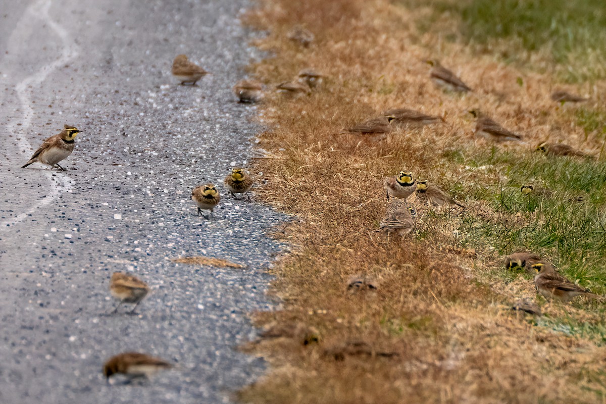 Жайворонок рогатий - ML646358581