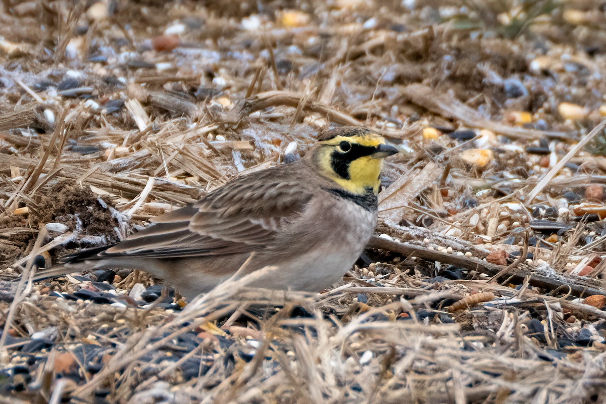 Жайворонок рогатий - ML646358582