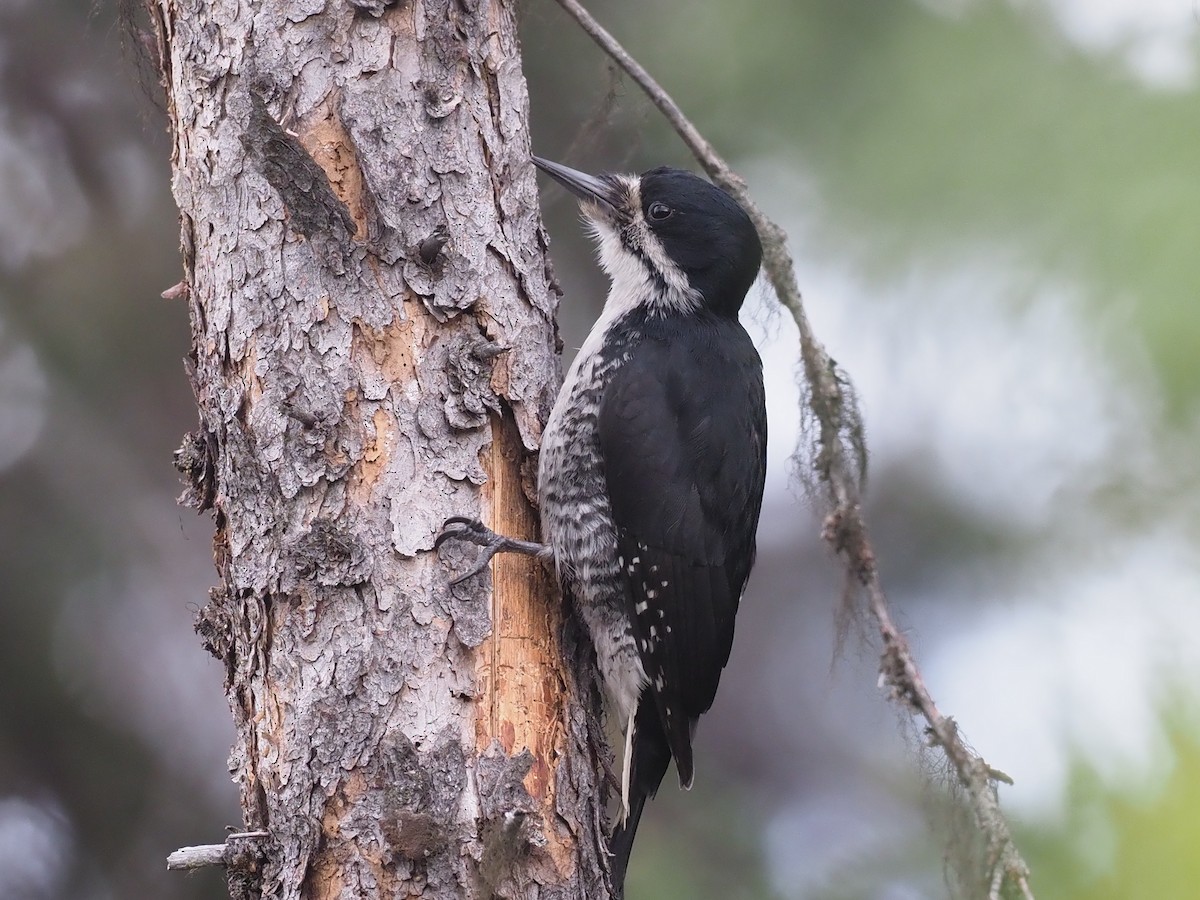 Дятел північний - ML646358583