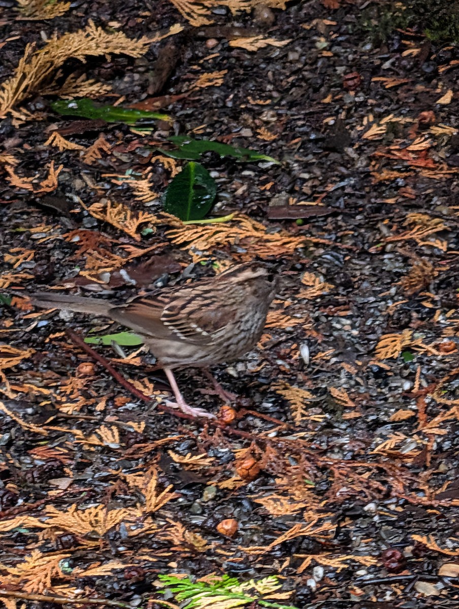 Бруант білогорлий - ML646358585