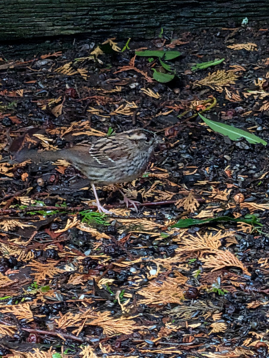 Бруант білогорлий - ML646358587