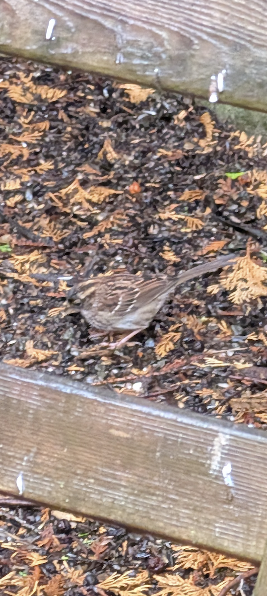 Бруант білогорлий - ML646358588