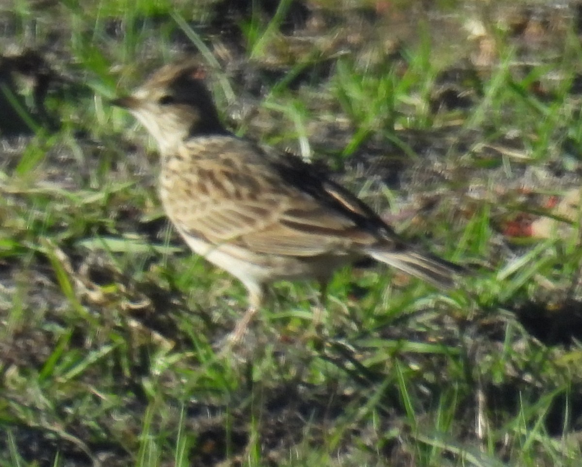 Жайворонок польовий - ML646358589