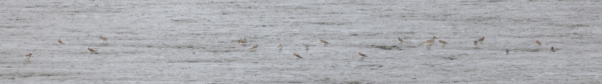 Пісочник канадський - ML646358590