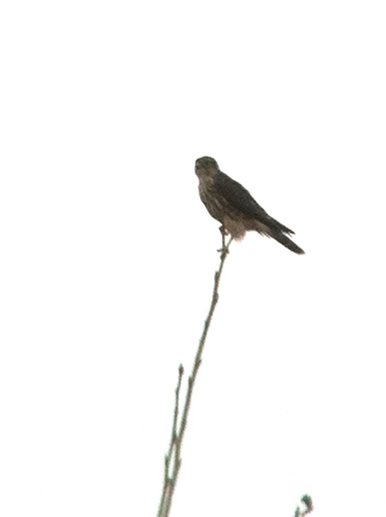 Підсоколик малий - ML646358591