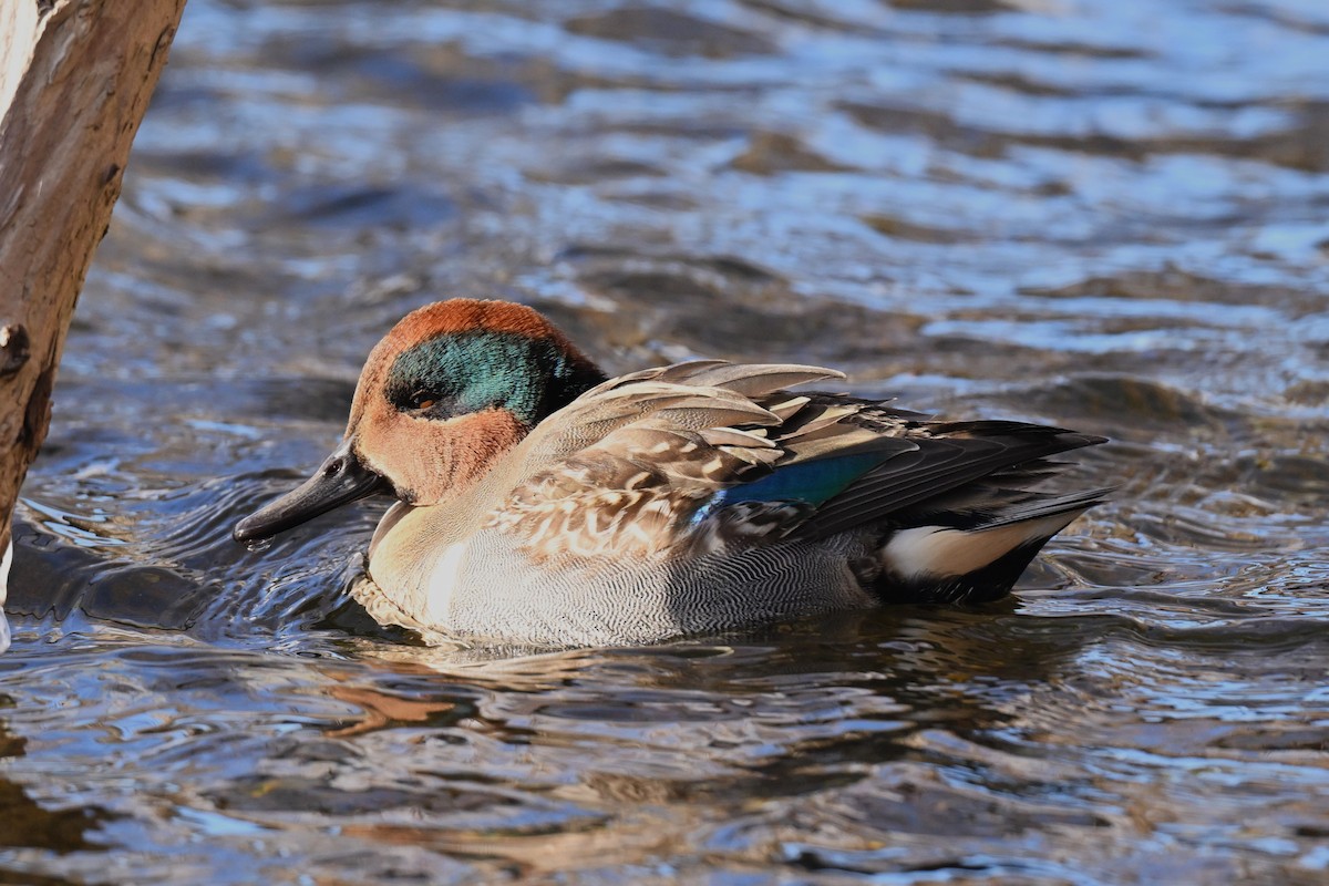 Чирянка мала - ML646358592