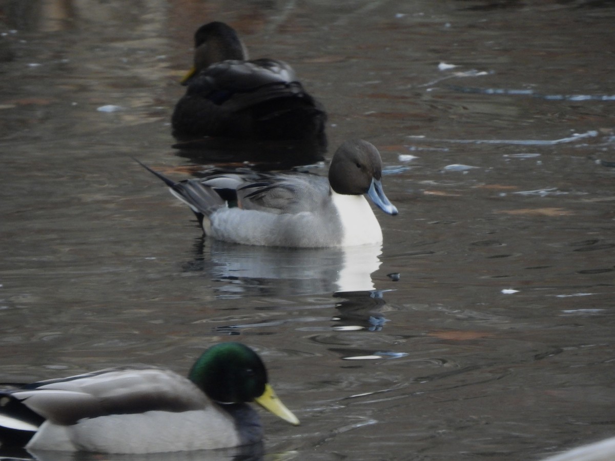 Шилохвіст північний - ML646358593