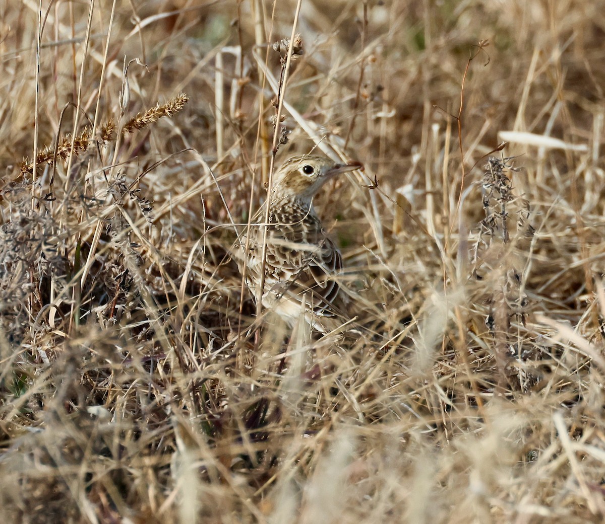 Sprague's Pipit - ML646358594