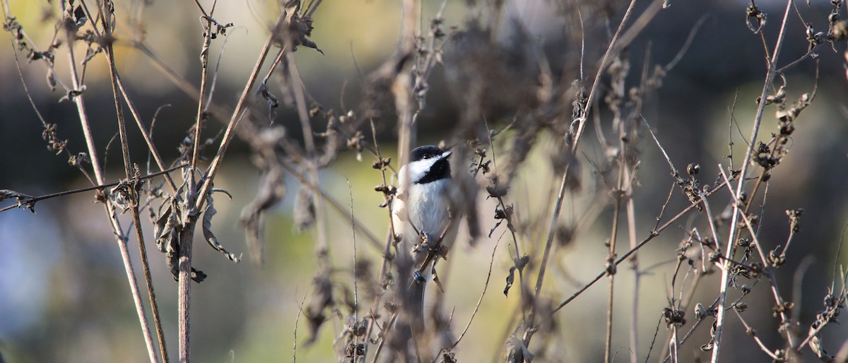 Carolina Chickadee - ML646358595