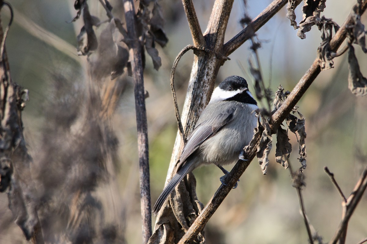 Carolina Chickadee - ML646358596