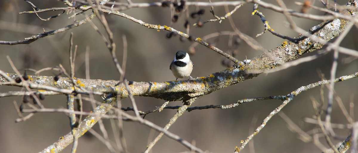 Carolina Chickadee - ML646358597
