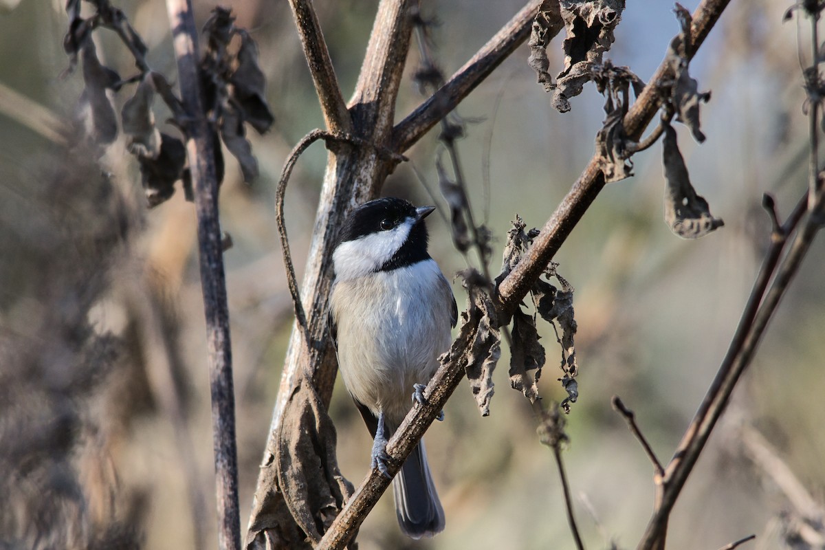 Carolina Chickadee - ML646358598