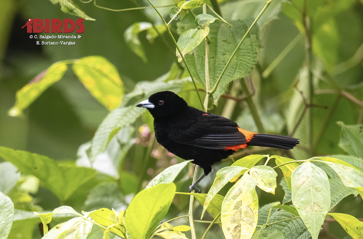 Scarlet-rumped Tanager - ML646358599
