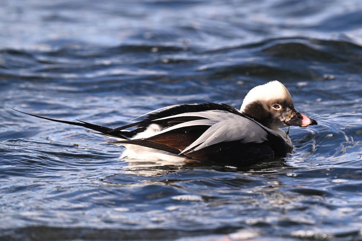 Long-tailed Duck - ML646358600