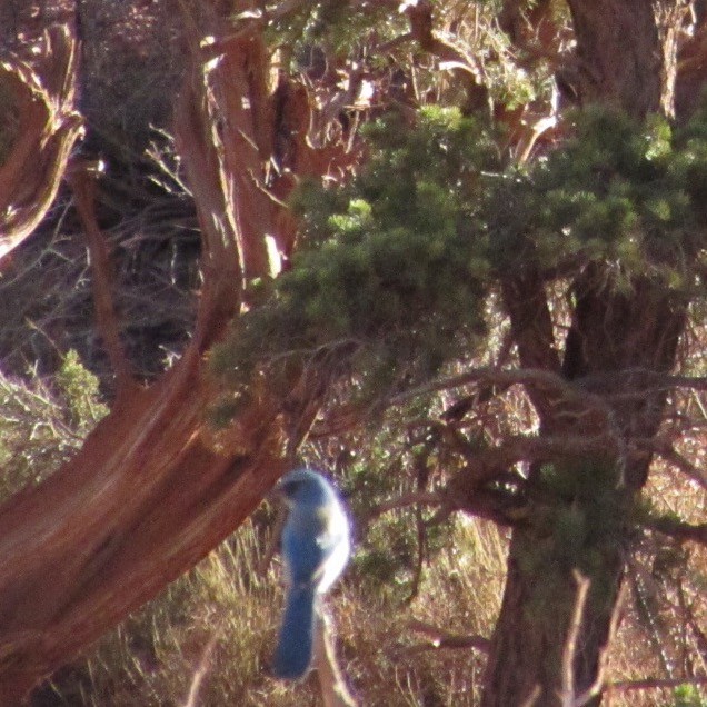 Woodhouse's Scrub-Jay - ML646358601