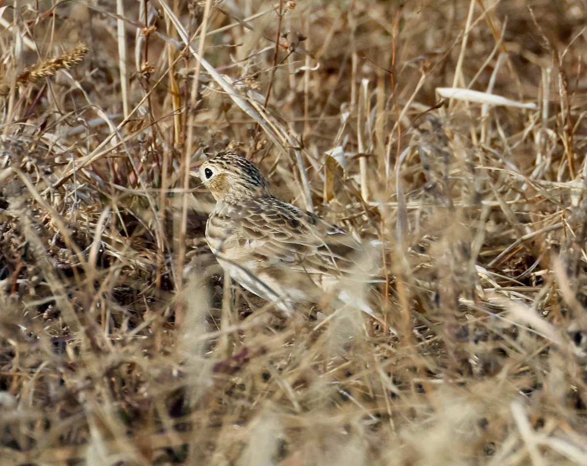 Sprague's Pipit - ML646358602