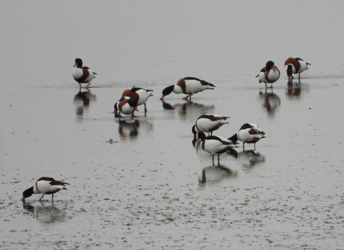 Common Shelduck - ML646358603