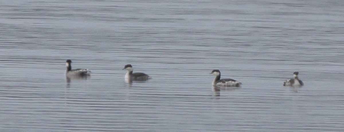 Horned Grebe - ML646358604