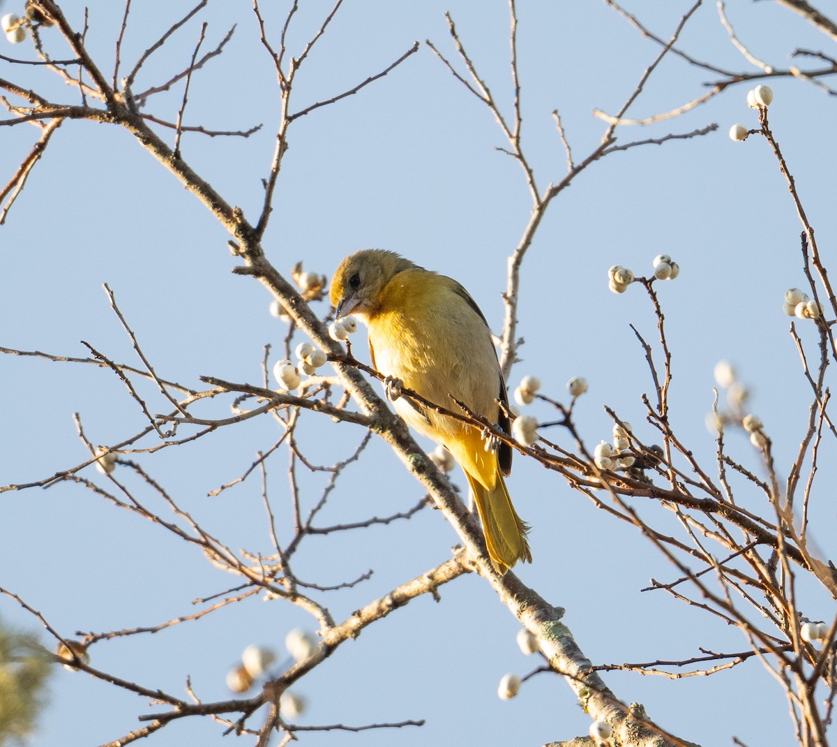 Baltimore Oriole - ML646358606