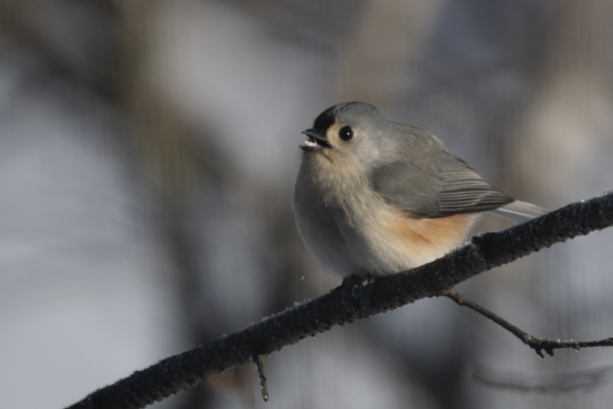 Tufted Titmouse - ML646358607