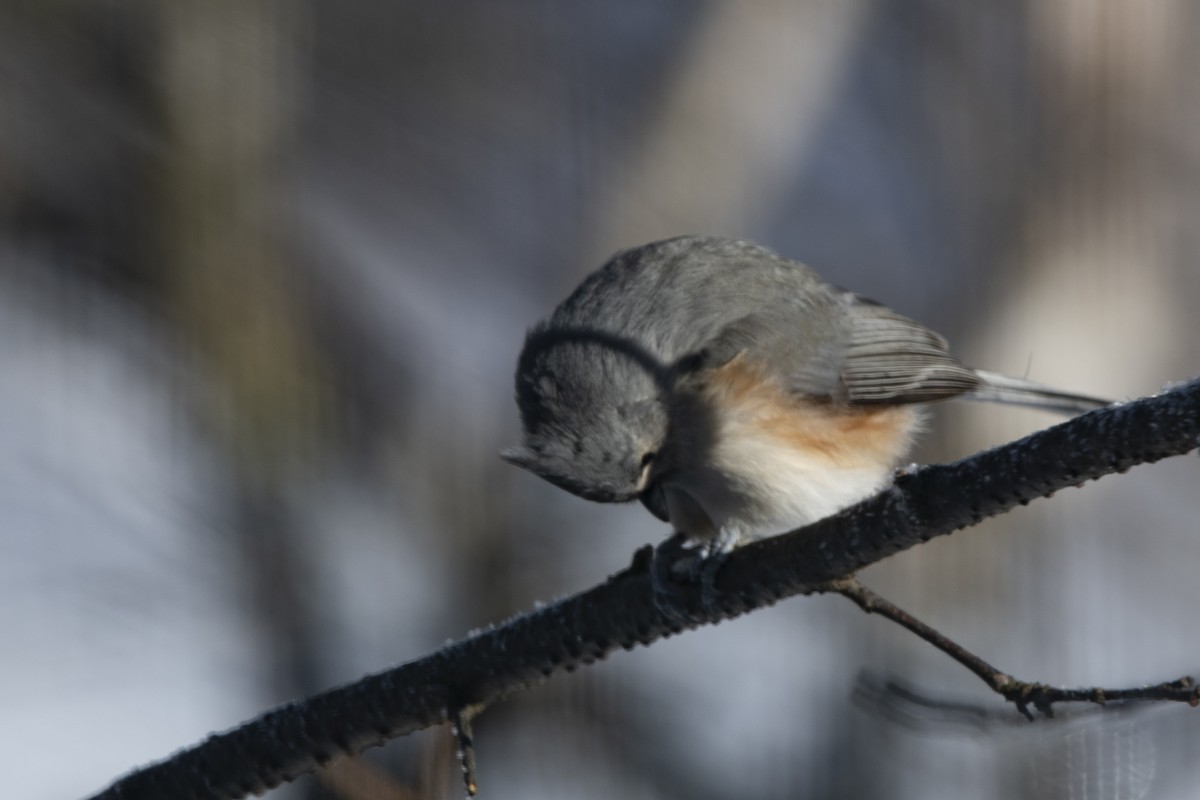 Tufted Titmouse - ML646358608