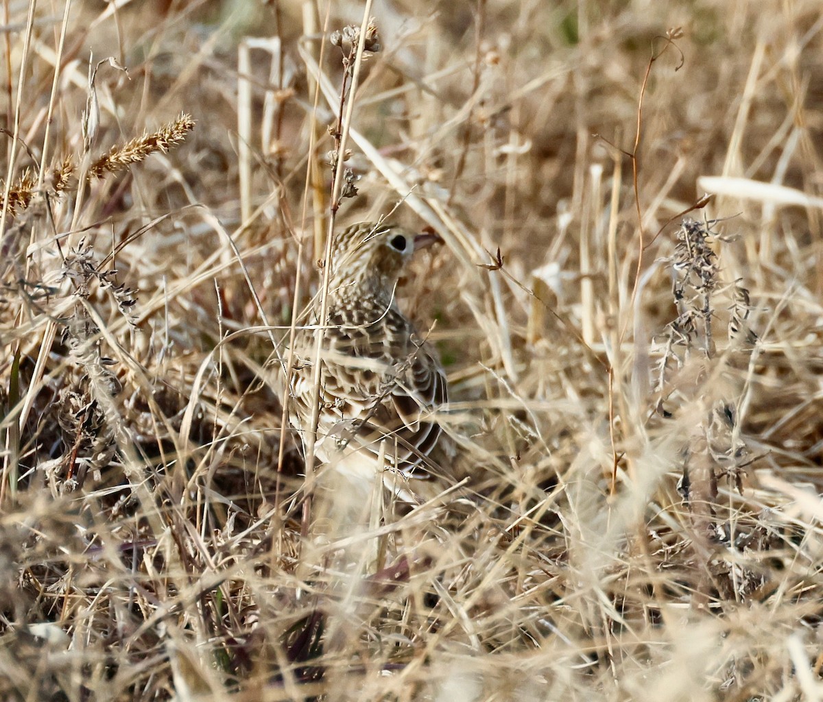 Sprague's Pipit - ML646358609