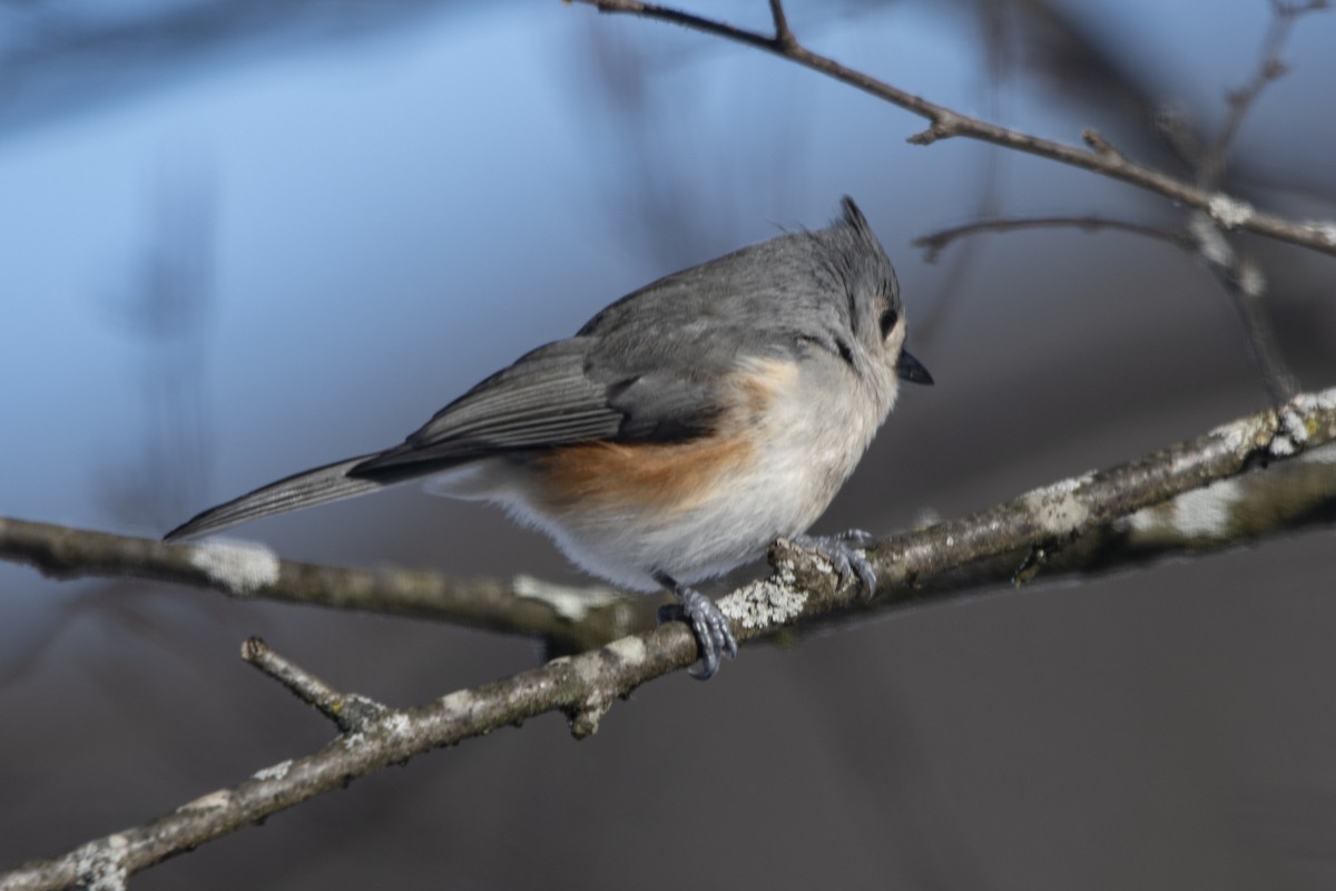 Tufted Titmouse - ML646358610