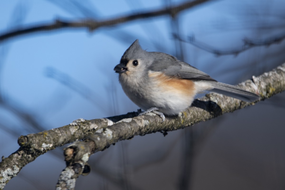 Tufted Titmouse - ML646358611