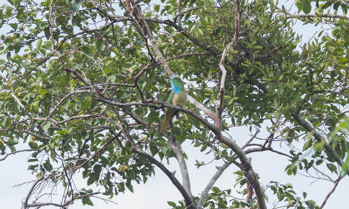 Blue-bearded Bee-eater - ML646358612