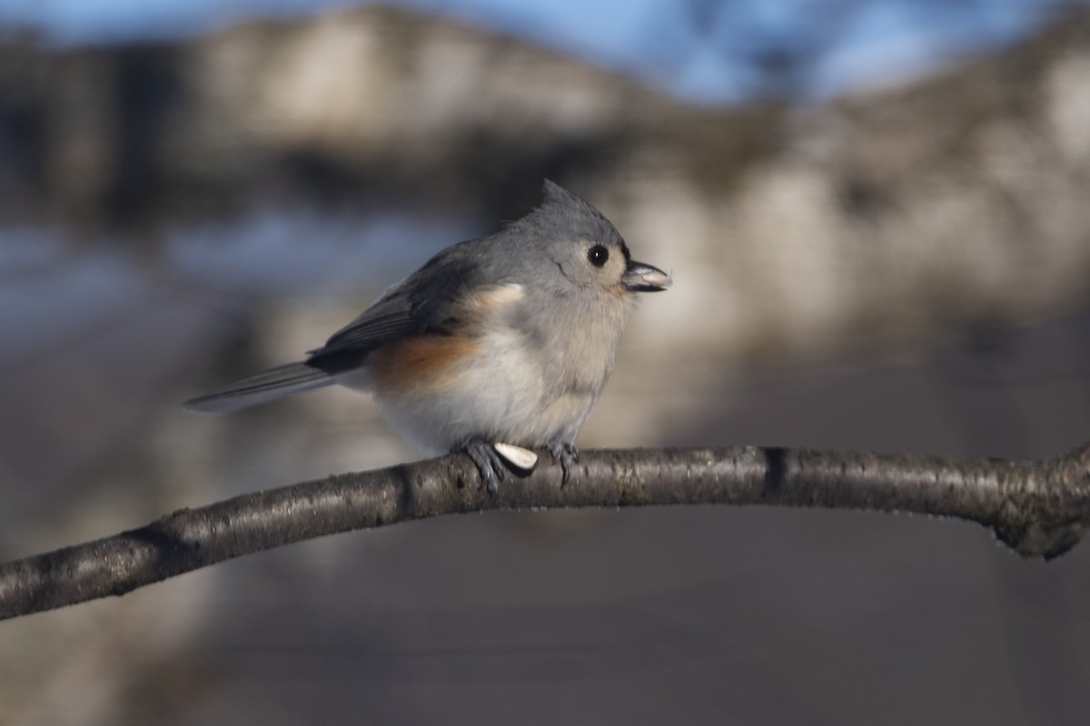 Tufted Titmouse - ML646358613