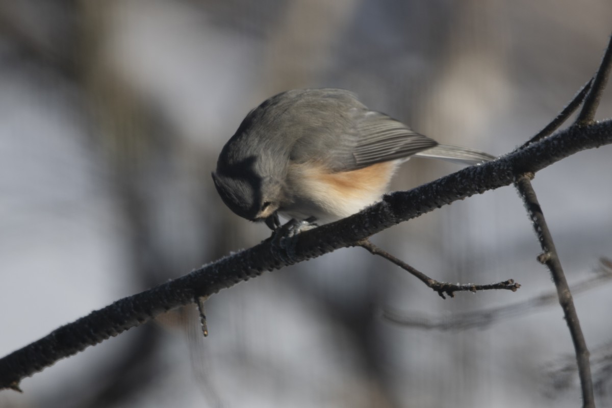 Tufted Titmouse - ML646358614