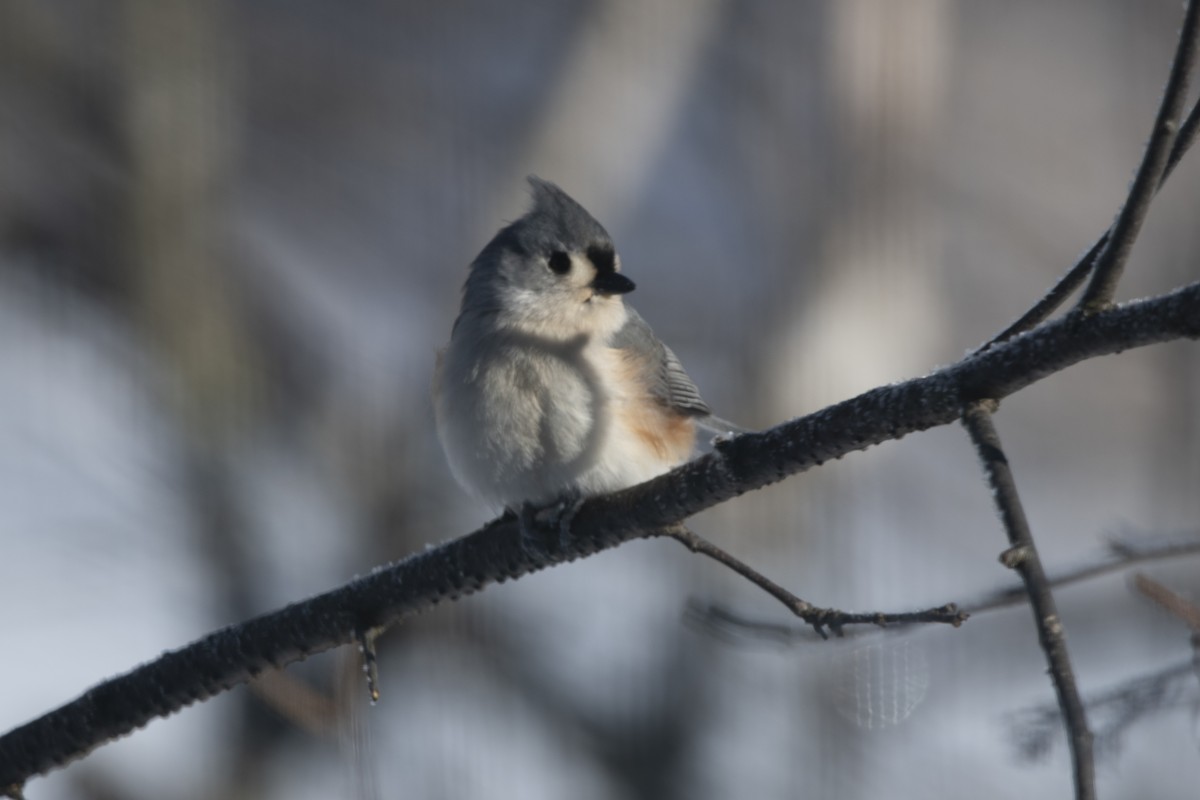 Tufted Titmouse - ML646358615