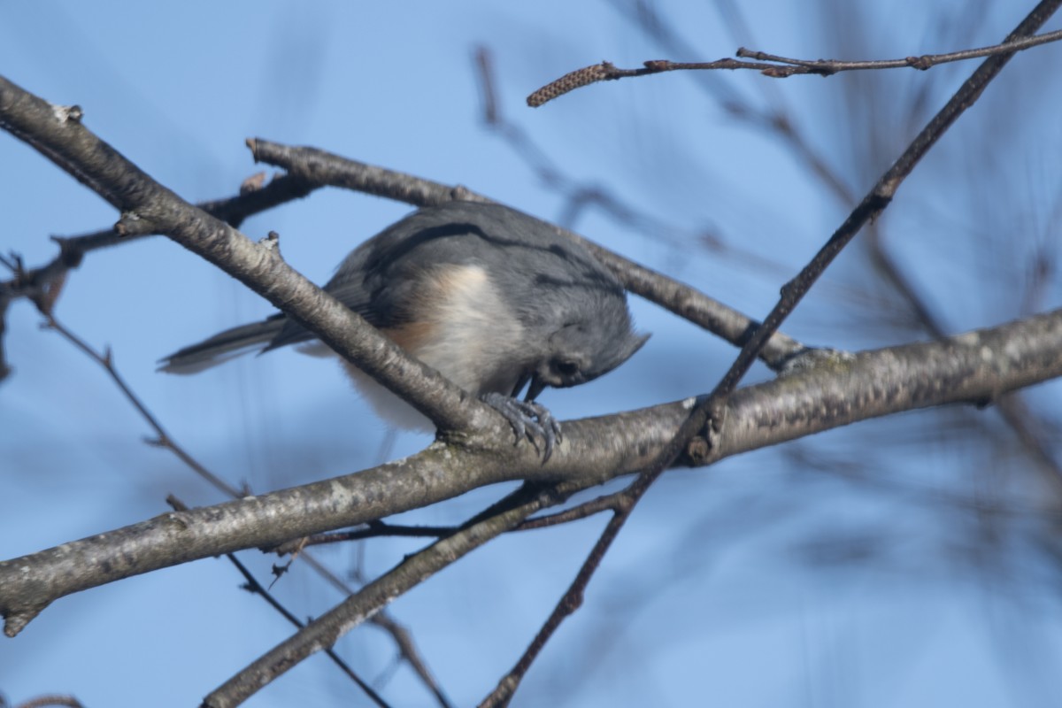 Tufted Titmouse - ML646358616