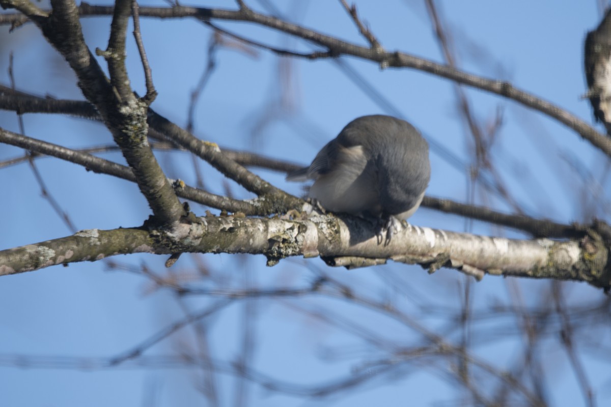 Tufted Titmouse - ML646358617