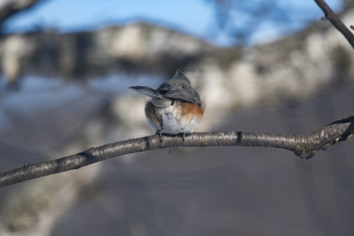 Tufted Titmouse - ML646358618