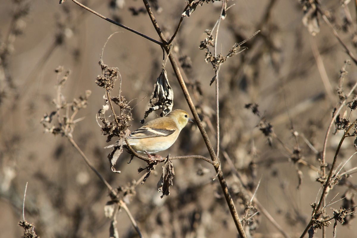 American Goldfinch - ML646358620