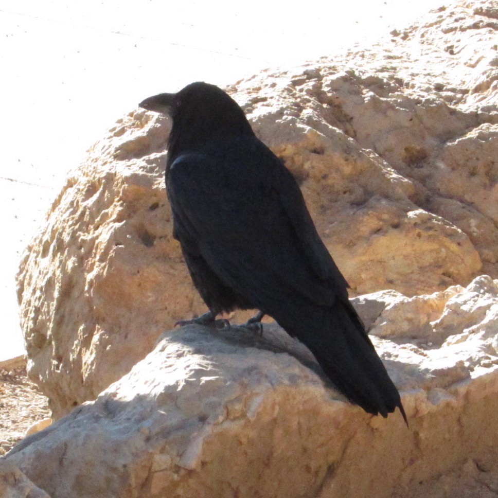 Common Raven - ML646358622