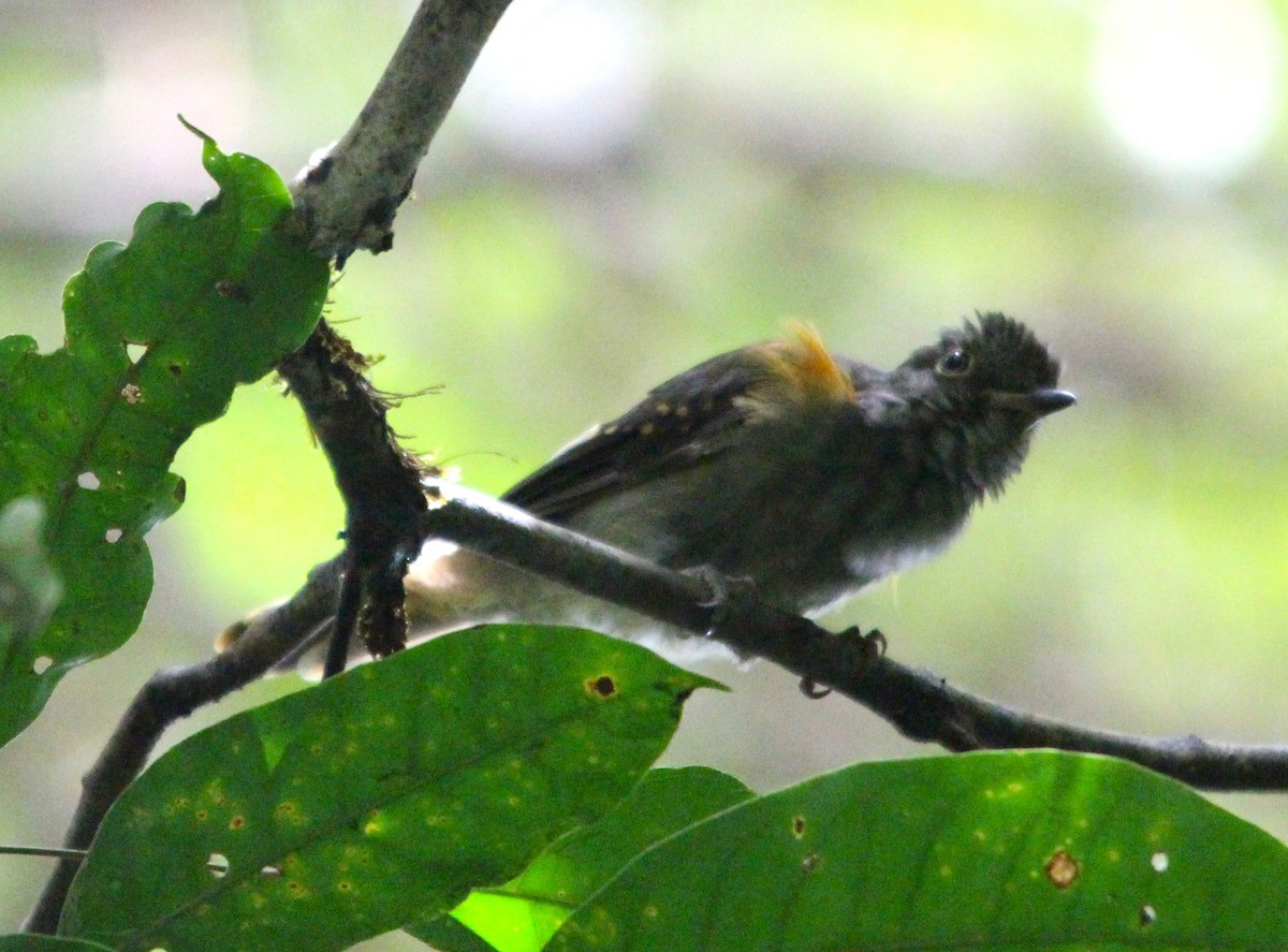 Cinereous Mourner - ML646358623