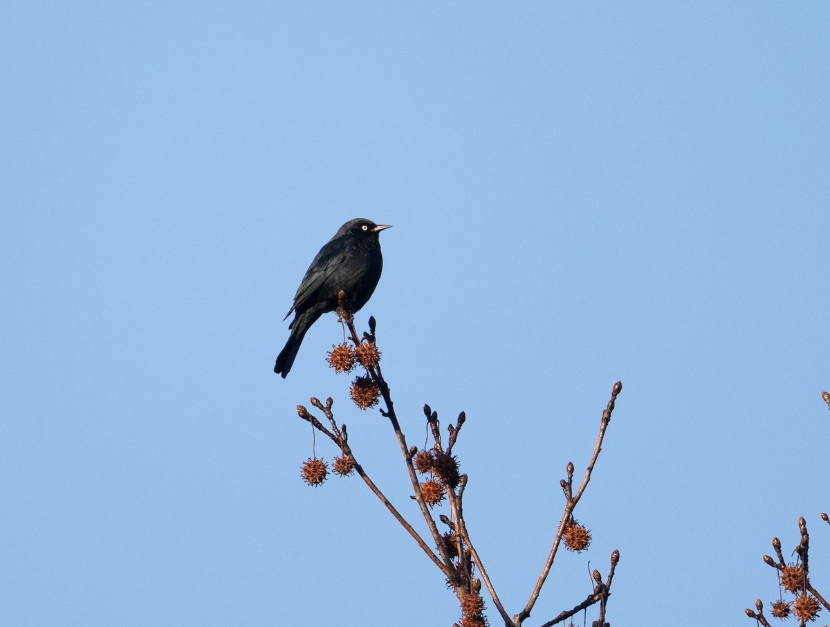 Rusty Blackbird - ML646358624