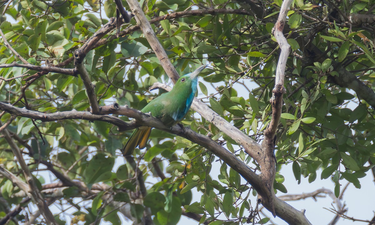 Blue-bearded Bee-eater - ML646358625