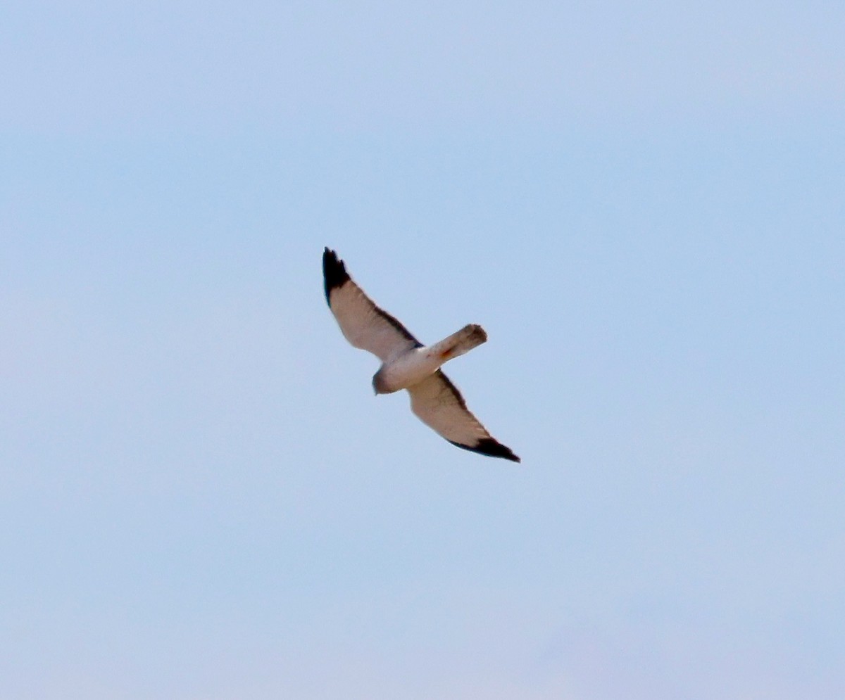 Northern Harrier - ML646358626