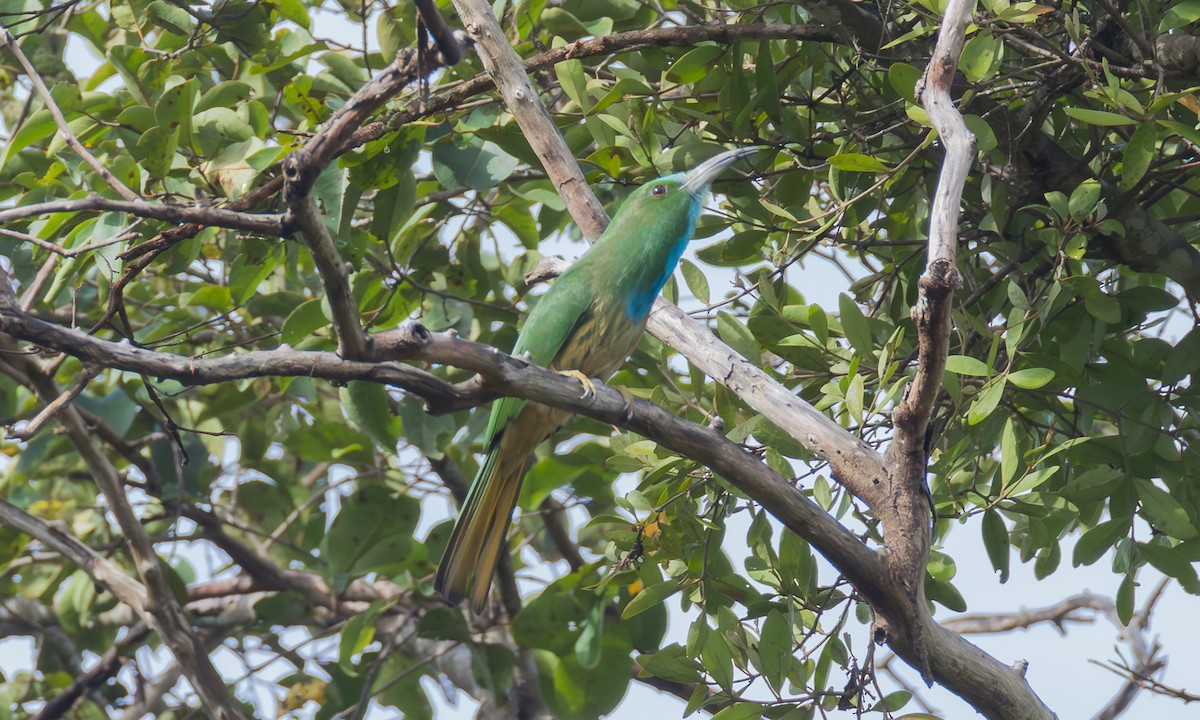 Blue-bearded Bee-eater - ML646358627