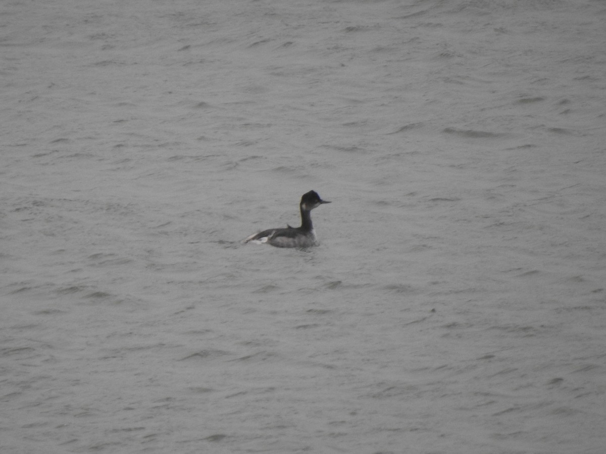 potápka černokrká - ML646358629