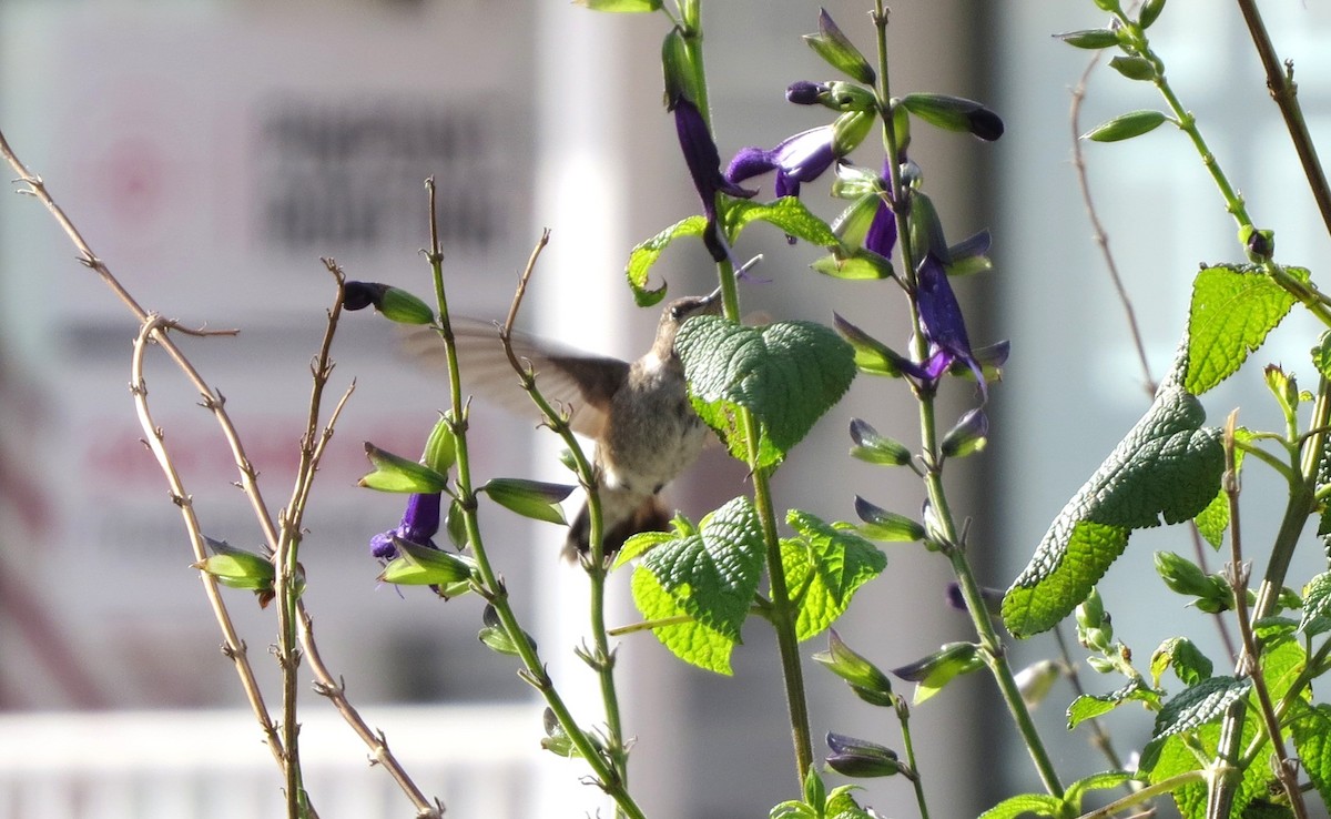Black-chinned Hummingbird - ML646358630