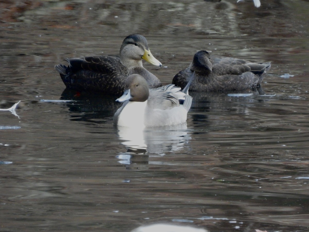 American Black Duck - ML646358631