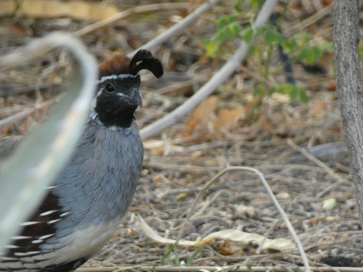 Gambel's Quail - ML646358632