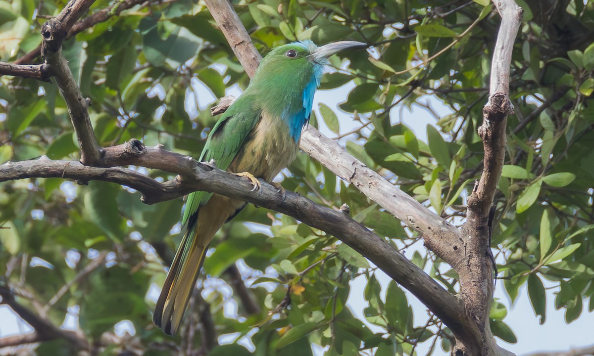 Blue-bearded Bee-eater - ML646358633