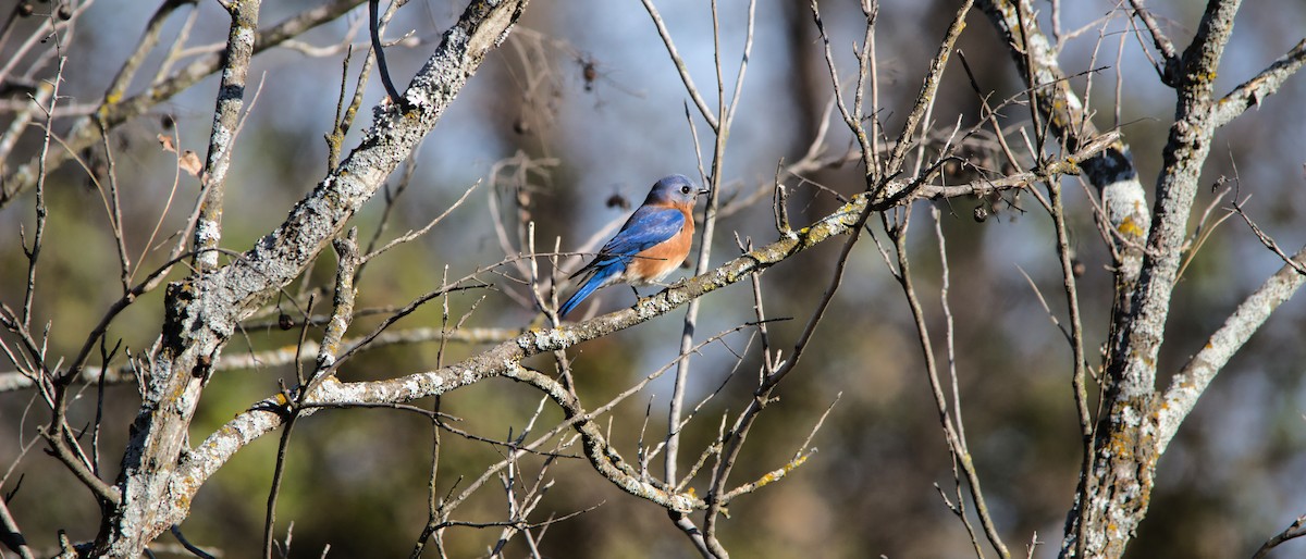 Eastern Bluebird - ML646358634