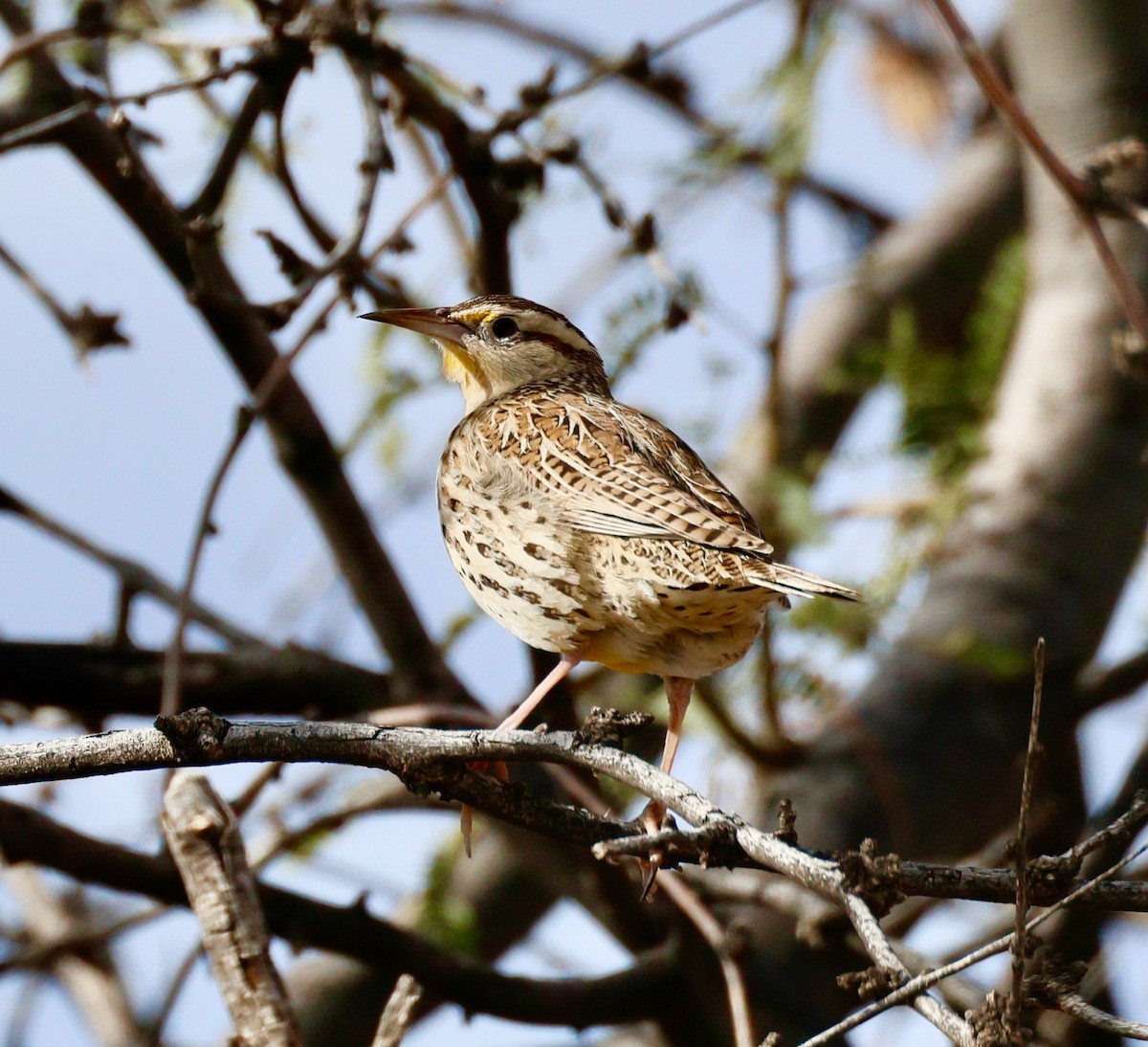 Western Meadowlark - ML646358636