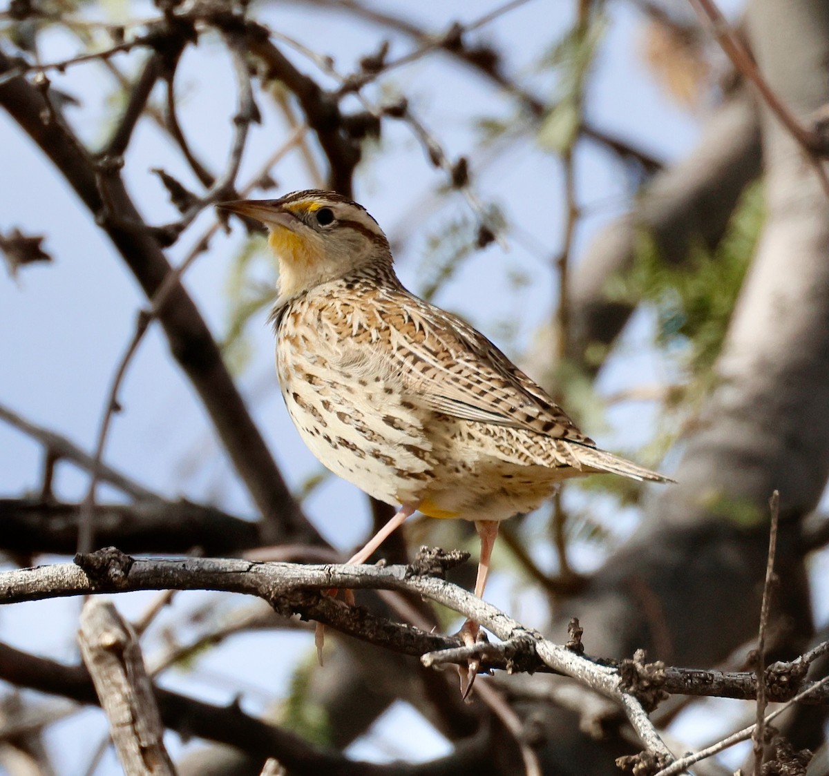 Western Meadowlark - ML646358637